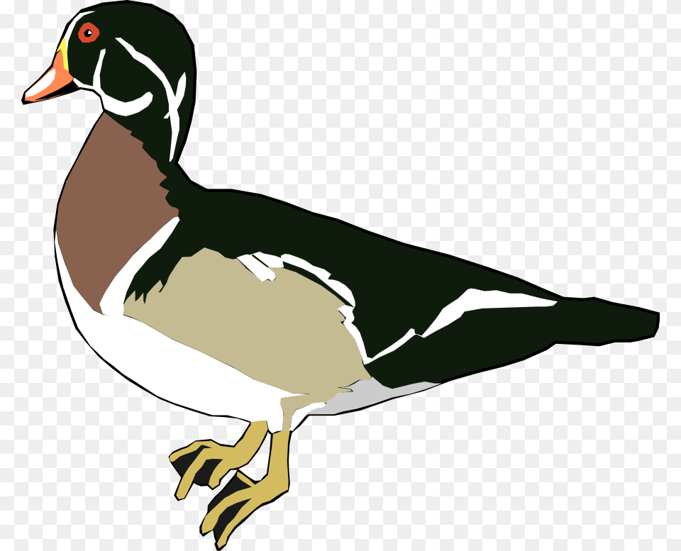 Clip Art Duck, Animal, Anseriformes, Bird, Waterfowl Free Transparent Png