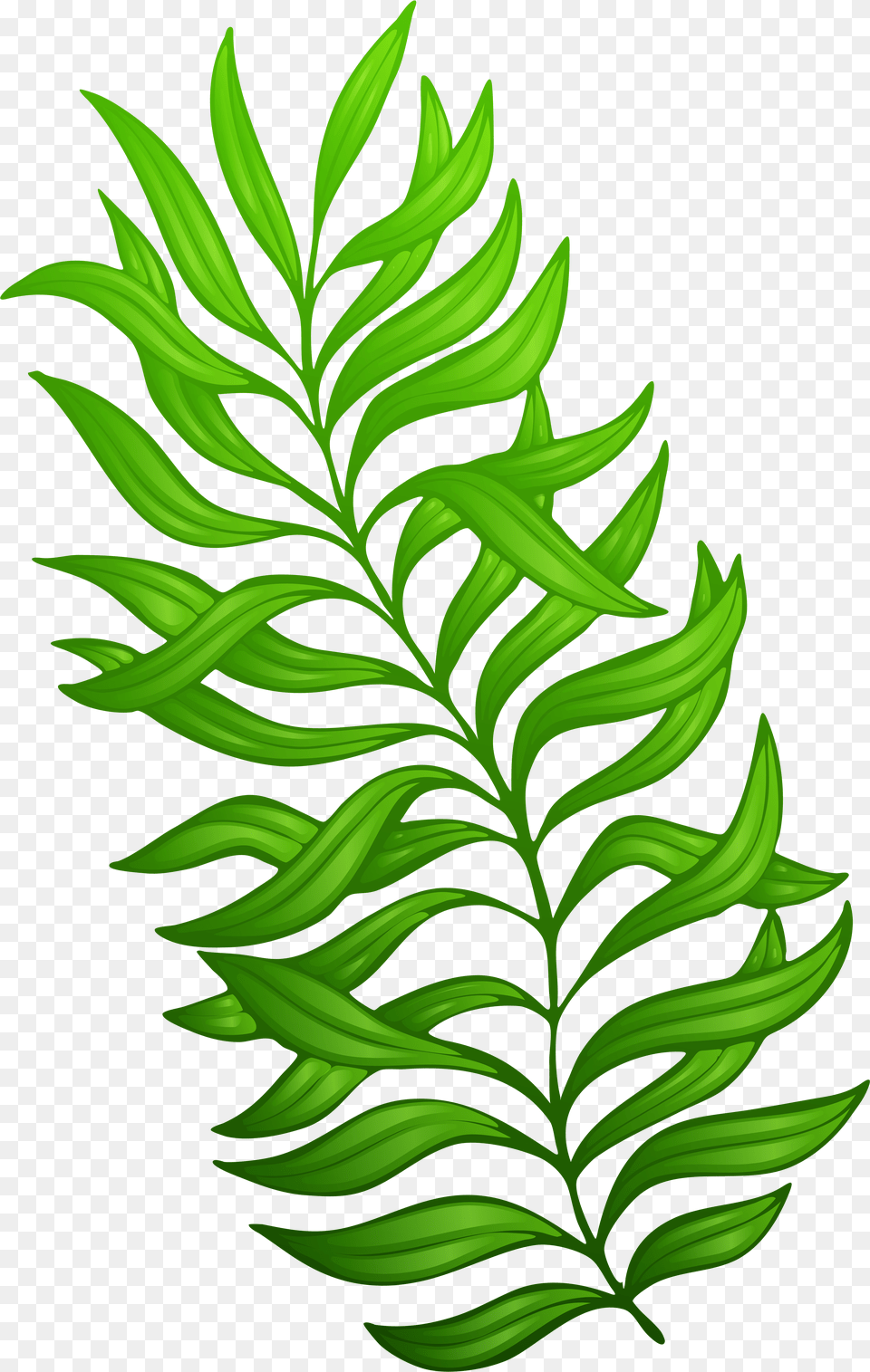 Clip Art Exotic Green Plant Plant Clip Art, Leaf, Tree, Fern, Conifer Free Png