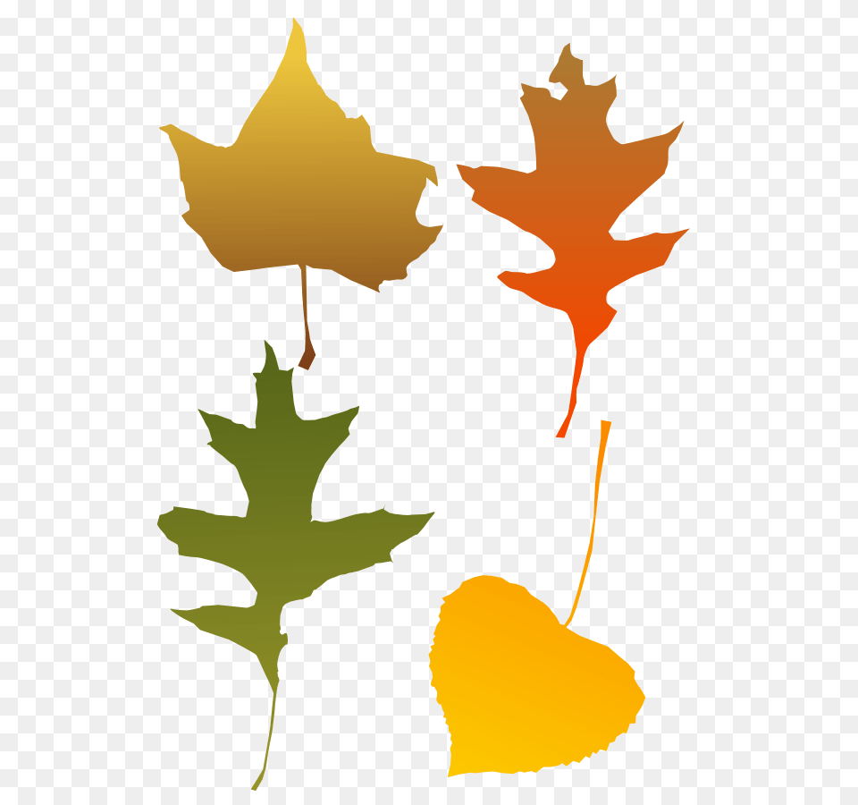 Clip Art Fall Leaf, Plant, Maple Leaf, Person, Tree Free Transparent Png