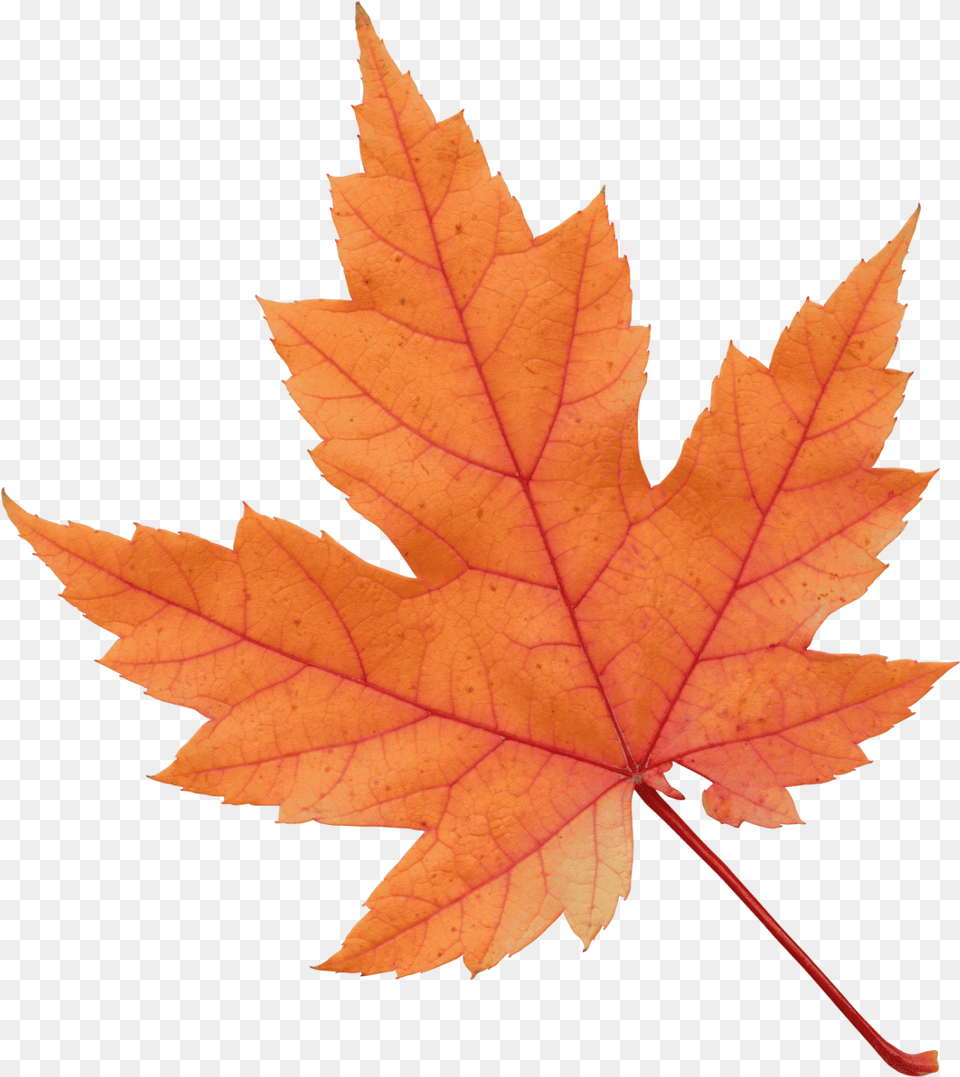 Clip Art Fall Leaf, Plant, Tree, Maple, Maple Leaf Free Png