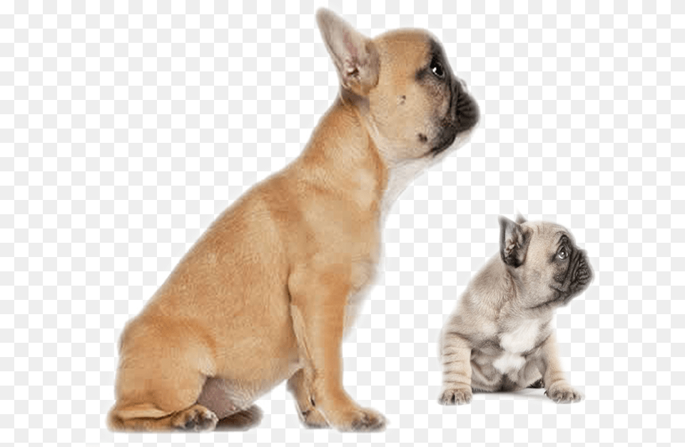 Clip Art Faramula Your Formula For Cartoons 5 Months Old French Bulldog, Animal, Canine, Dog, Mammal Free Png Download