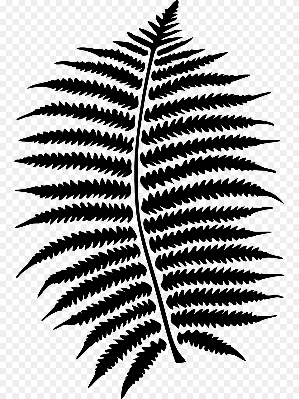 Clip Art Ferns Clipart Transparent Fern Clipart Black And White, Gray Png