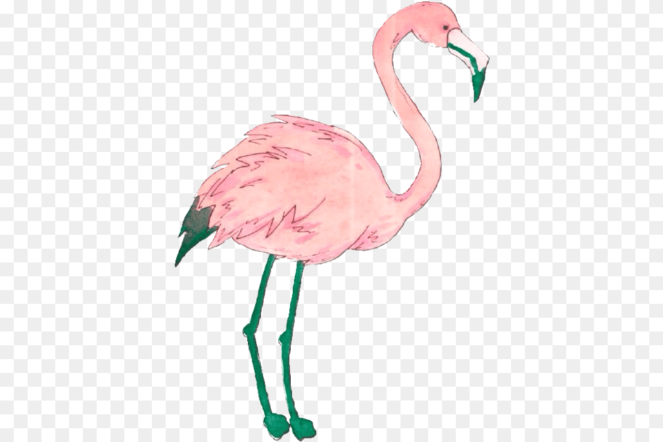 Clip Art Flamingo Tumblr Flamingo, Animal, Bird, Beak Free Png