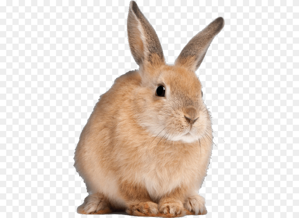 Clip Art Flemish Giant Bunnies Long Do Rabbits Live, Animal, Mammal, Rabbit, Hare Png