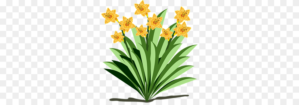 Clip Art Flor Flora Flower V E C T O R S Vector, Daffodil, Plant Free Transparent Png