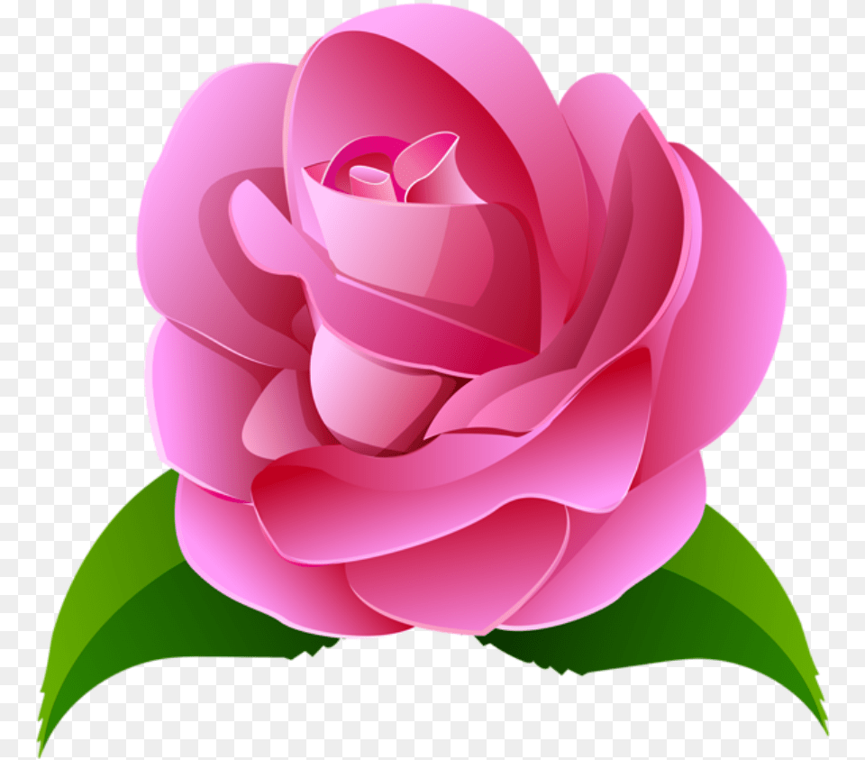 Clip Art Flores Cor De Imagens Flores Cor De Rosa, Flower, Petal, Plant, Rose Png