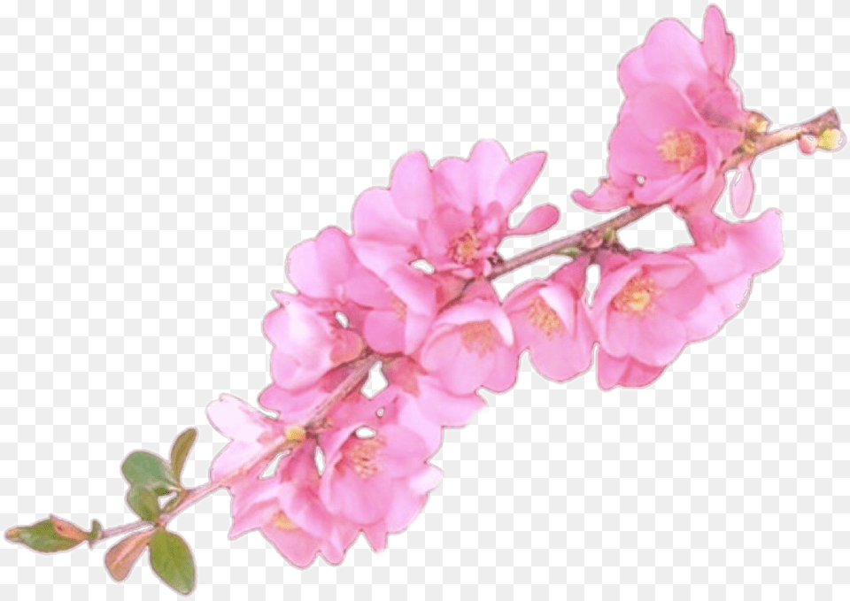 Clip Art Flower Overlay Flower Overlays For Edits, Plant, Cherry Blossom, Petal Png