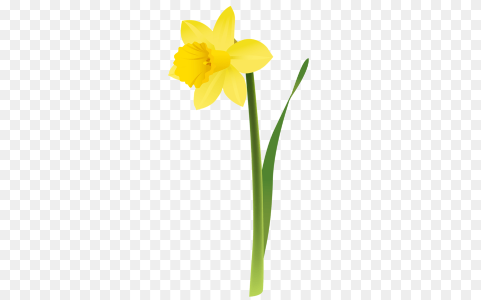 Clip Art Flowers, Daffodil, Flower, Plant, Cross Free Transparent Png