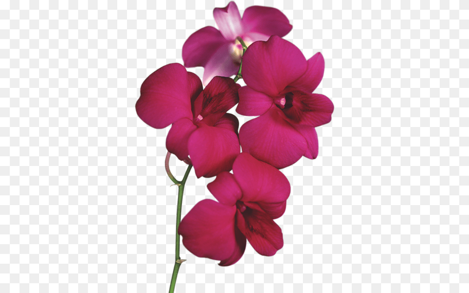 Clip Art Flowers, Flower, Geranium, Plant, Orchid Free Png Download