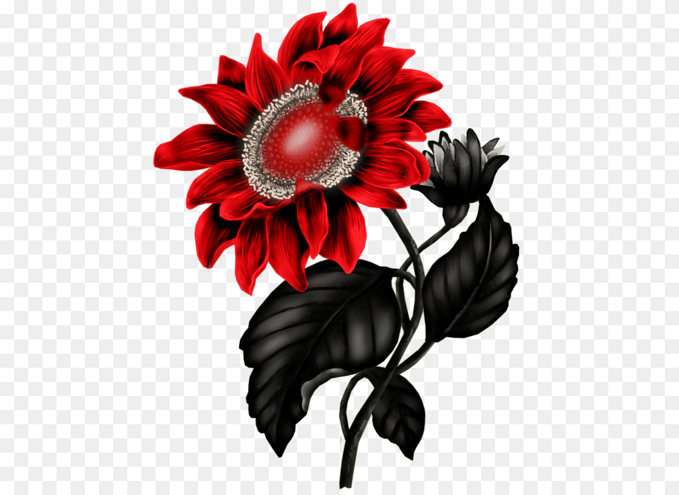 Clip Art Flowers And Rock Art, Anemone, Dahlia, Flower, Plant Png Image