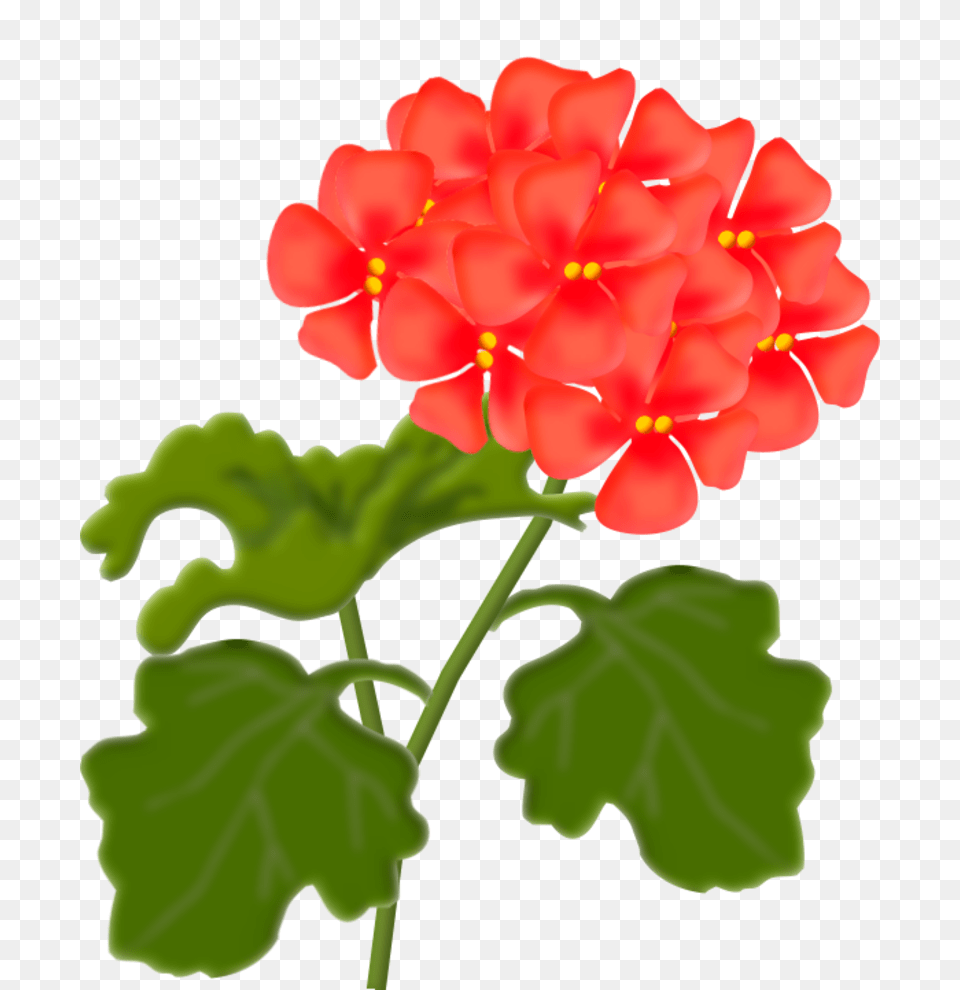 Clip Art Flowers Art Flowers Clip, Flower, Geranium, Plant Free Png Download