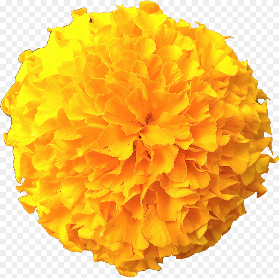 Clip Art Flowers Pic Transparent Marigold Flower, Dahlia, Petal, Plant, Carnation Png Image