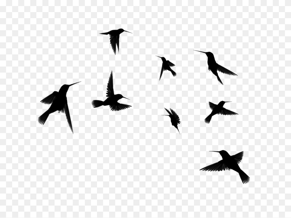 Clip Art Flying Bird Silhouette Winging, Gray Png Image