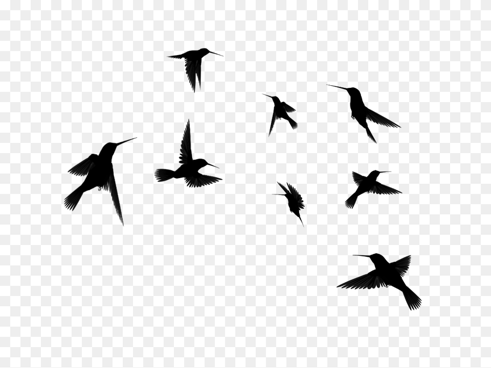 Clip Art Flying Bird Silhouette Winging, Gray Free Transparent Png