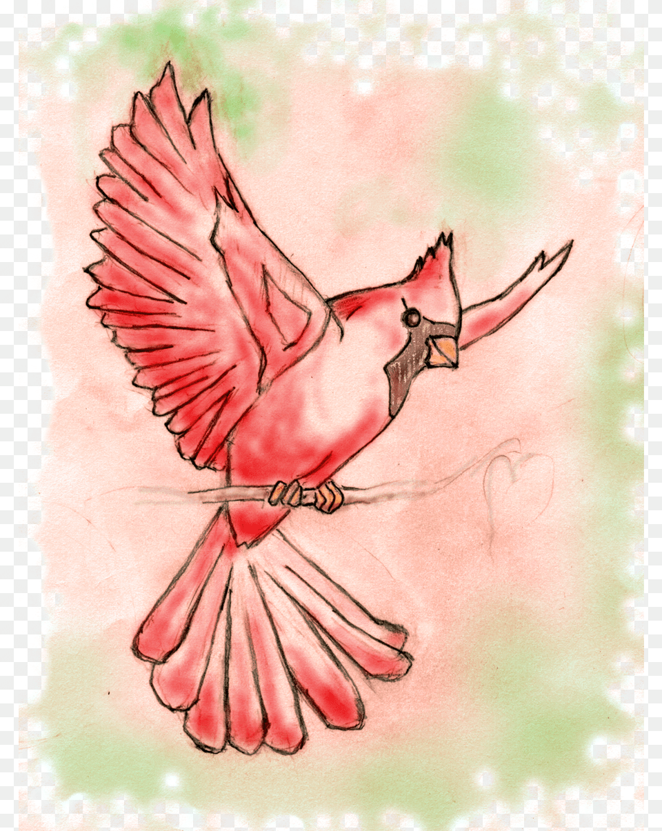 Clip Art Flying Cardinal Clipart Sketch Of A Cardinal, Animal, Beak, Bird, Person Free Png Download