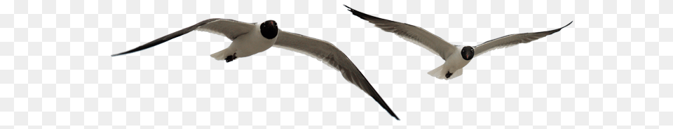 Clip Art Flying Seagulls Seabird, Animal, Bird, Seagull, Waterfowl Free Png