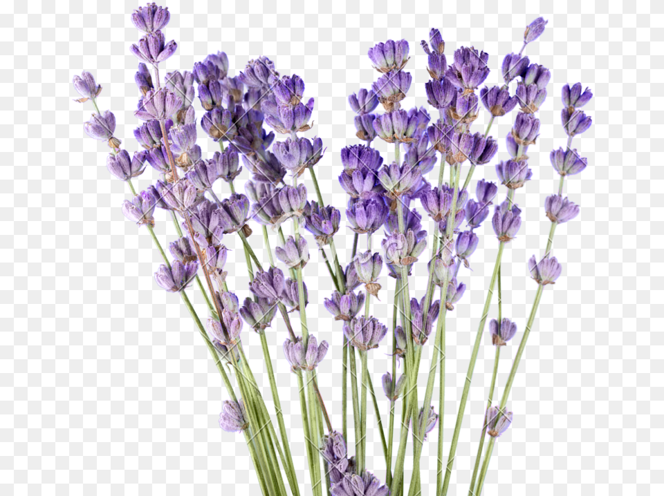 Clip Art For Lavender, Flower, Plant, Purple Free Png