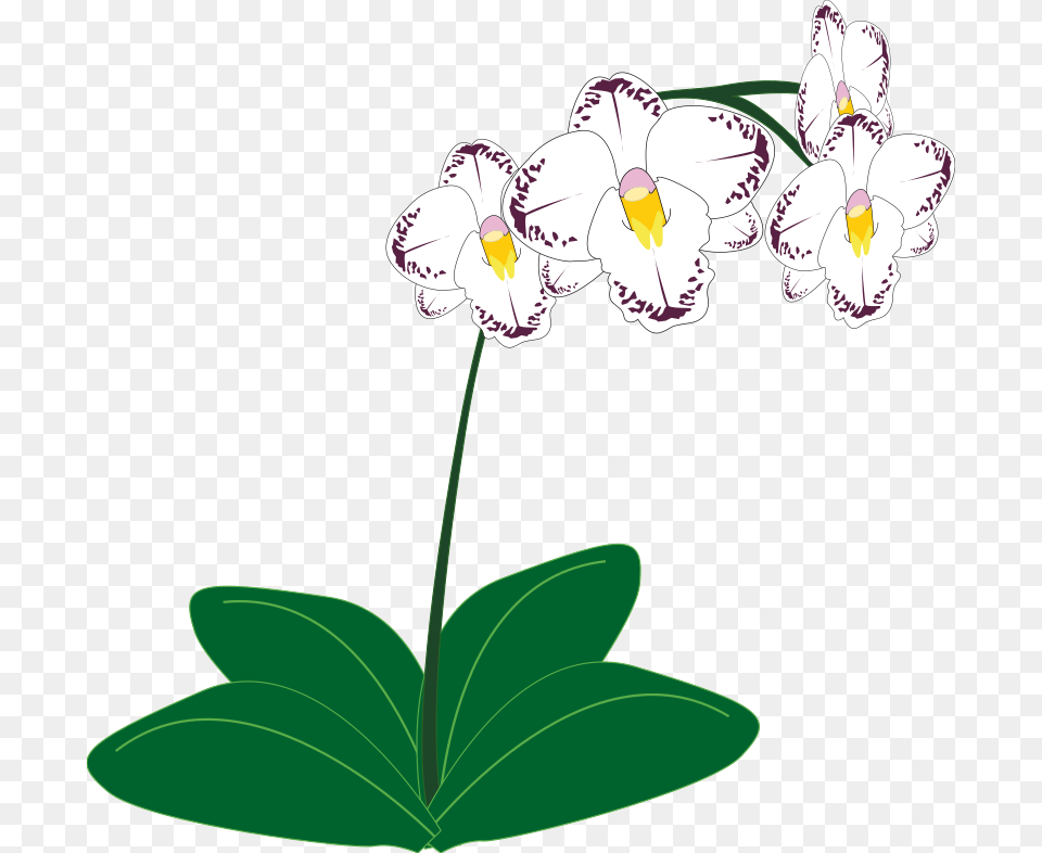 Clip Art For Pages Mac Pxualas Image Clip Art, Flower, Plant, Geranium, Orchid Free Transparent Png