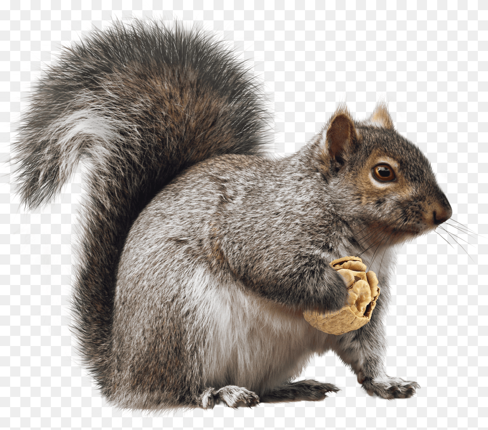 Clip Art Fox Rodent Transprent Squirrel, Electronics, Screen, Computer Hardware, Hardware Free Png