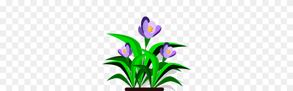 Clip Art Free Clipart, Flower, Plant, Purple, Crocus Png Image