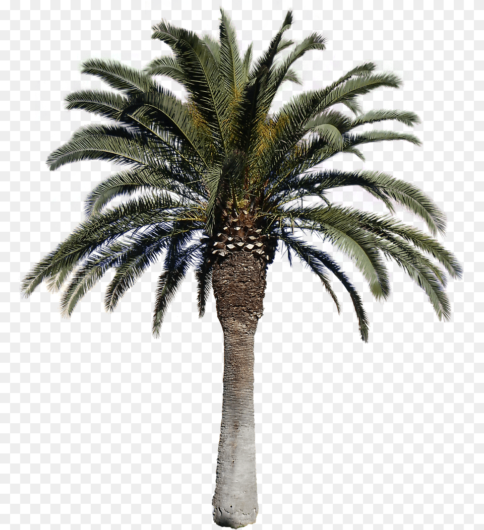 Clip Art Free Cut Out Transparentpng Date Palm Tree, Palm Tree, Plant Png Image