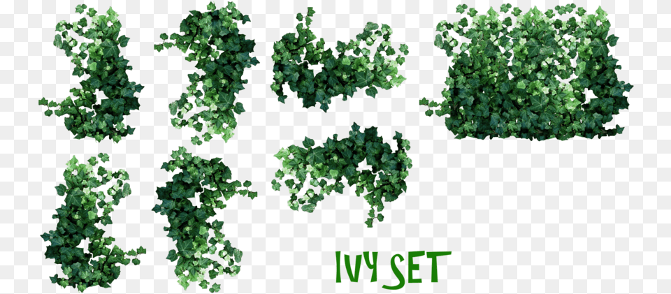 Clip Art Ivy Plant Drawing At Getdrawings Ivy Plant, Leaf, Vegetation, Herbs, Vine Free Png