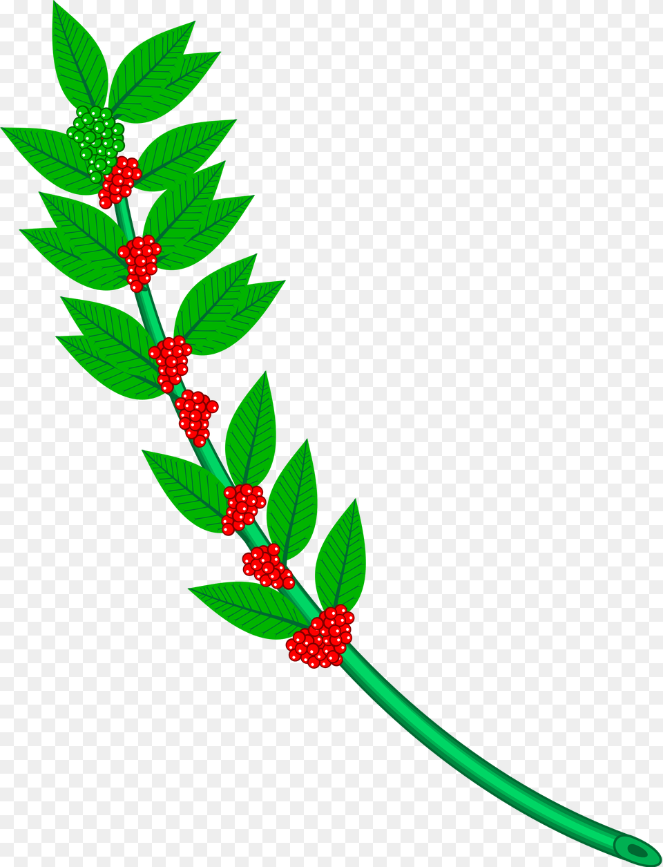 Clip Art Free Library Branch Svg Holly Coffee Branch, Leaf, Pattern, Green, Plant Png
