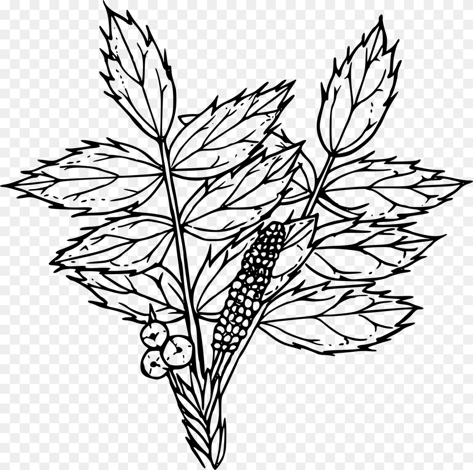 Clip Art Free Stock Outline Of A Flower Drawing Oregon Grape, Gray Png Image