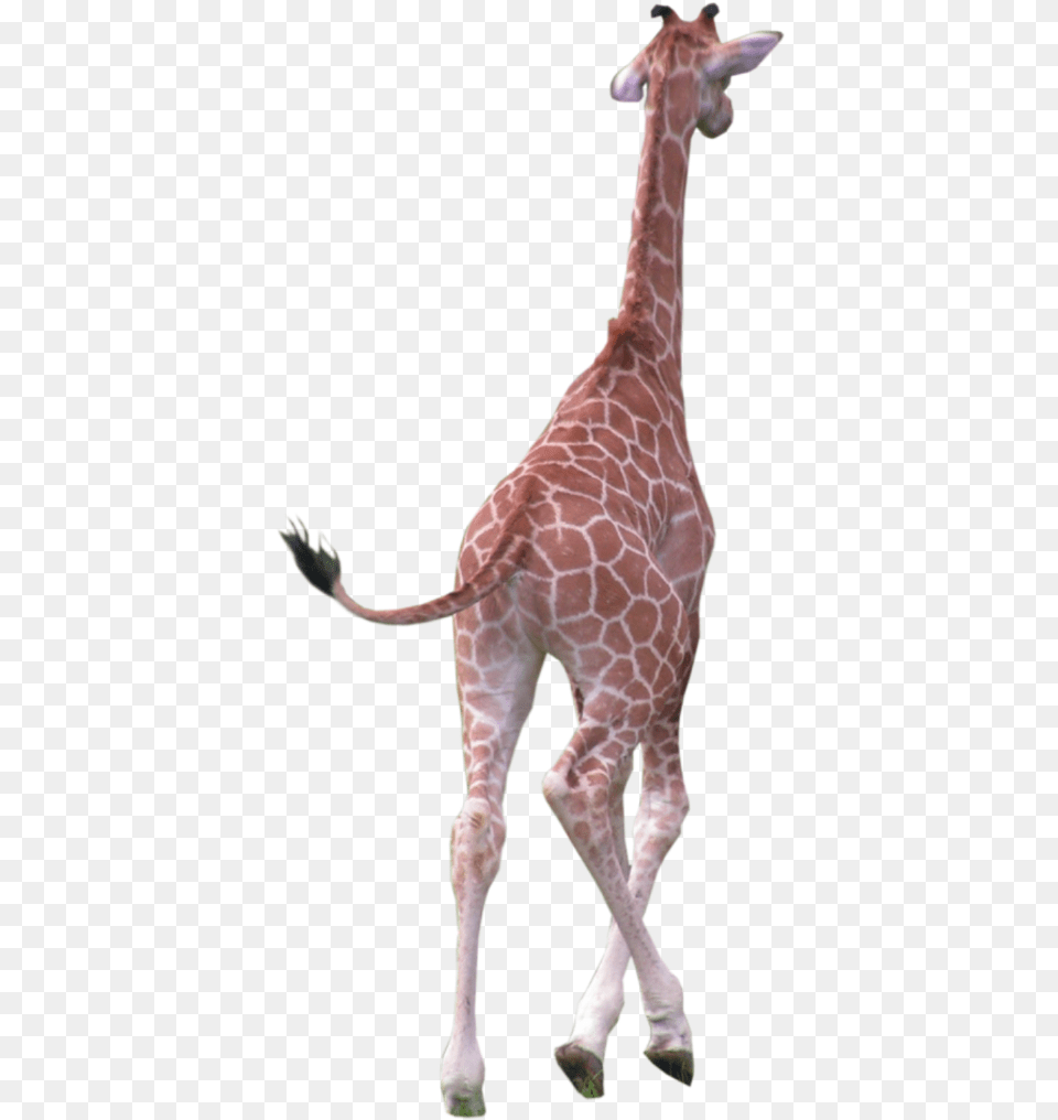 Clip Art Freetoedit Sticker By Chris Giraffe Running, Animal, Mammal, Wildlife Free Png Download