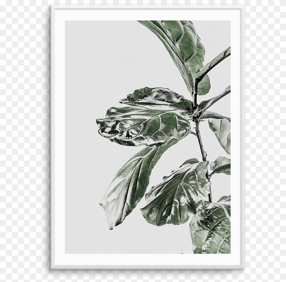 Clip Art Freeuse Download Abstract Fiddle Fig I Ficus Ficus Lyrata Print, Acanthaceae, Flower, Leaf, Plant Png Image