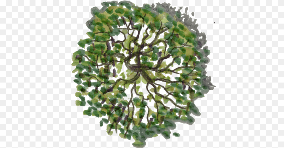Clip Art Freeuse Library Tree Plan Architecture Tree Top View, Plant, Moss, Animal, Sea Life Free Transparent Png