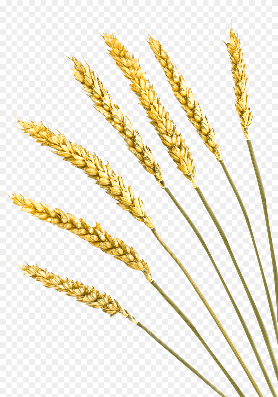 Clip Art Freeuse Stock Barley Vector Crop Rye Free Png