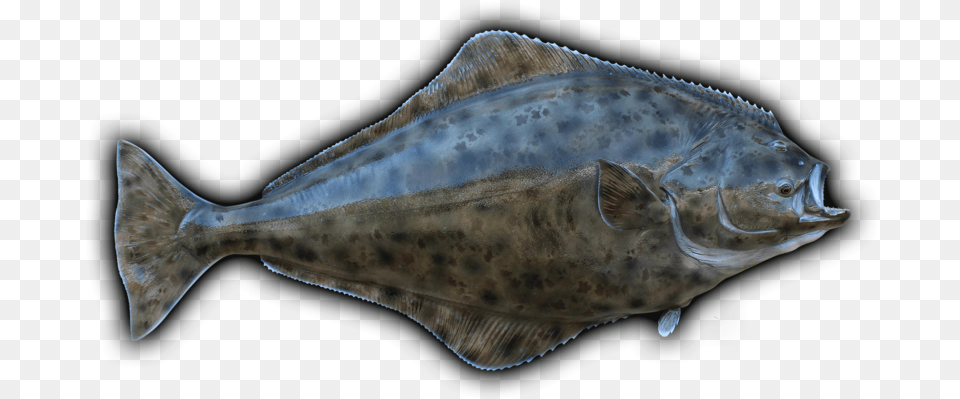Clip Art Freeuse Stock Barracuda Drawing Mullet Fish Halibut, Animal, Sea Life Free Png Download