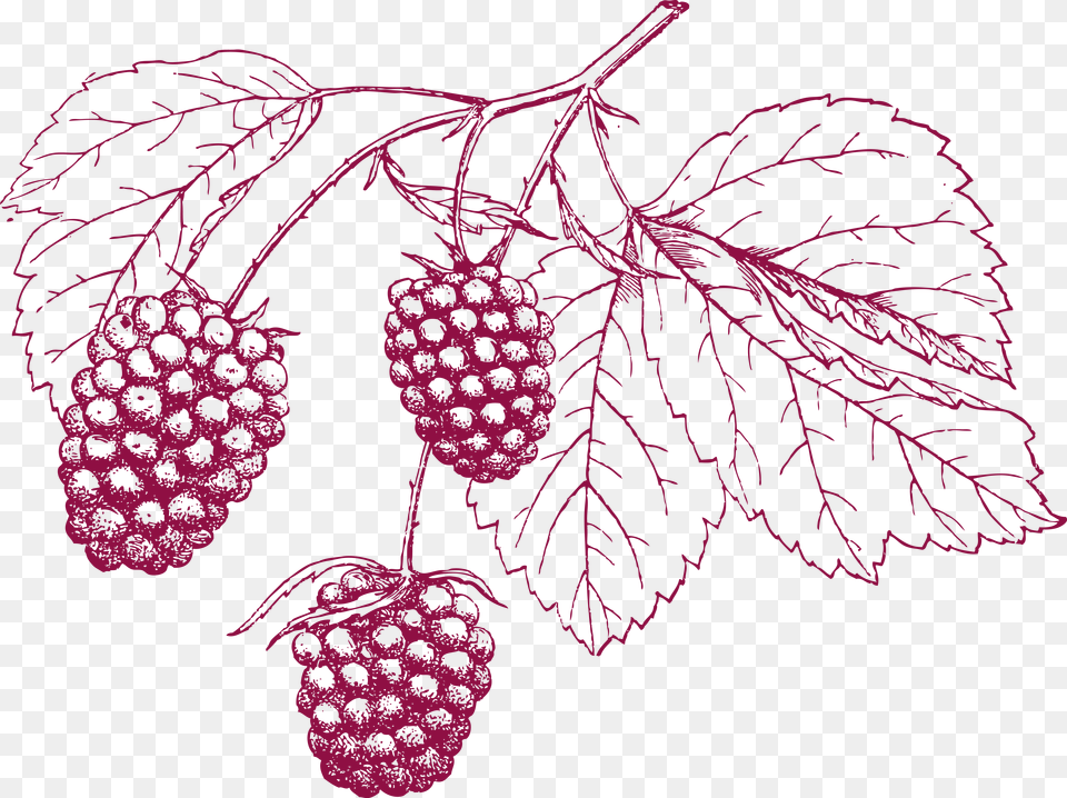 Clip Art Freeuse Stock Grape Pencil Cranberry Transprent Buchstaben Beeren Leinwandbild Retro Q Leinwandbilder, Berry, Food, Fruit, Plant Png
