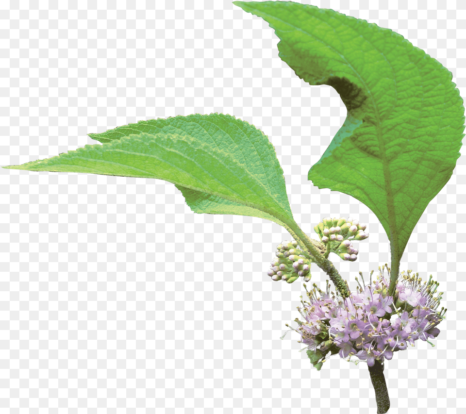 Clip Art French Mulberry Friends Louisiana Verbena, Flower, Herbal, Herbs, Leaf Png Image