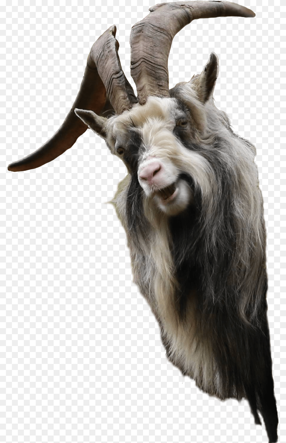 Clip Art Funny Looking Goat Transparent Goat Funny, Livestock, Animal, Antelope, Mammal Png