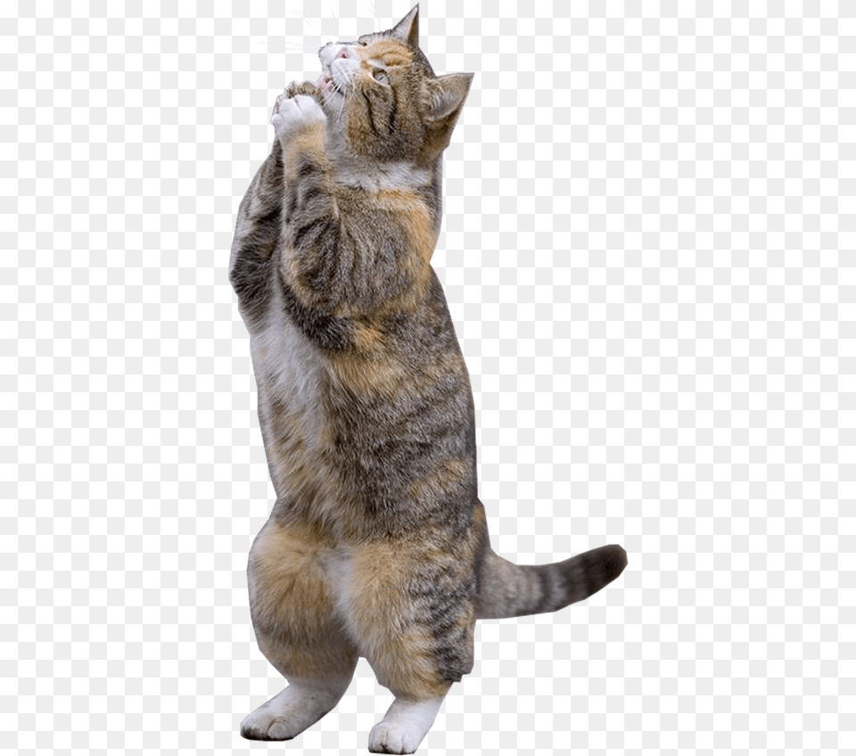 Clip Art Gato Assustado Pleading Cat, Animal, Mammal, Manx, Pet Free Transparent Png