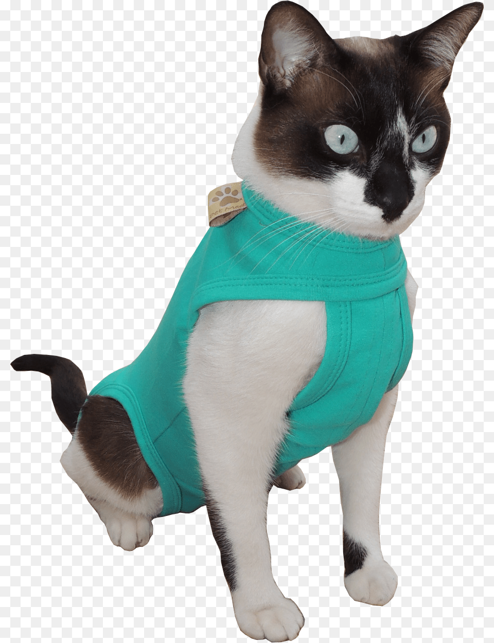 Clip Art Gato E Pssaro, Animal, Cat, Mammal, Pet Free Png