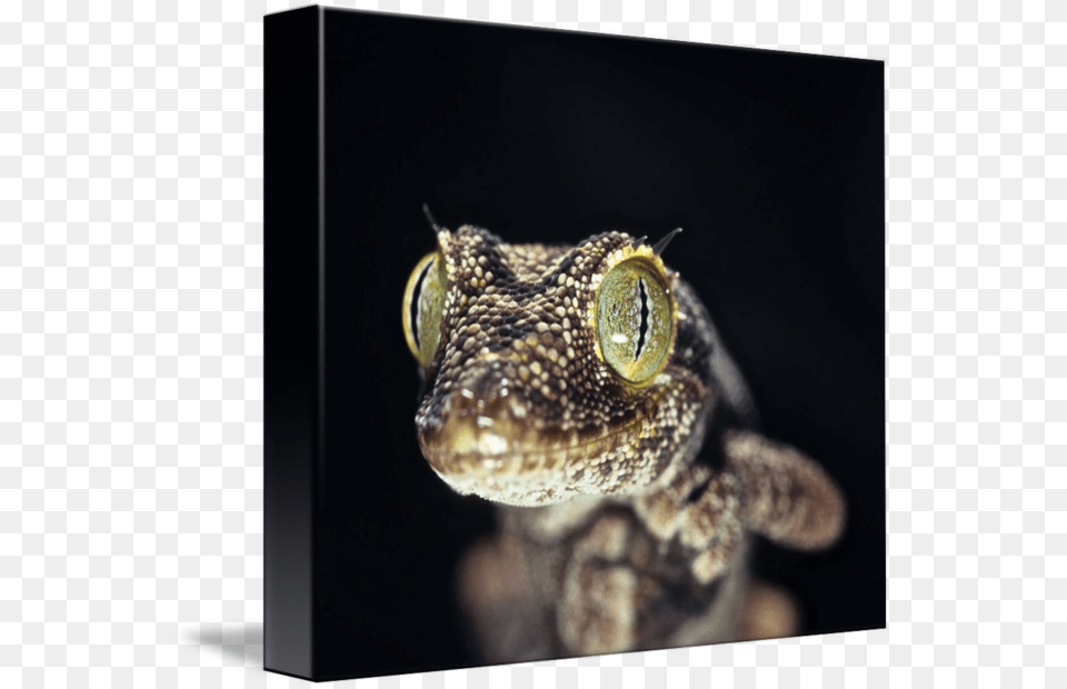 Clip Art Gecko Eye Gecko, Animal, Lizard, Reptile Png Image