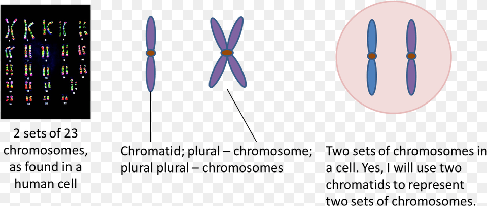 Clip Art Genetics Viirulentscience Two Sets Chromosomes, Weapon, Blade, Dagger, Knife Free Png Download