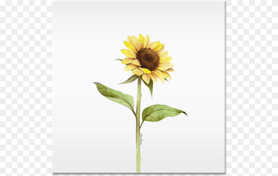 Clip Art Girassol Aquarela Sunflower, Flower, Plant, Daisy Free Transparent Png