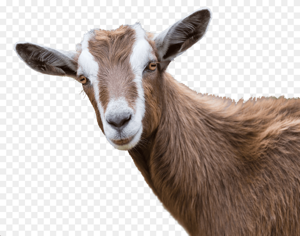 Clip Art Goat Photos, Livestock, Animal, Mammal, Antelope Free Png