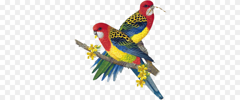 Clip Art Graphics, Animal, Bird, Parakeet, Parrot Png
