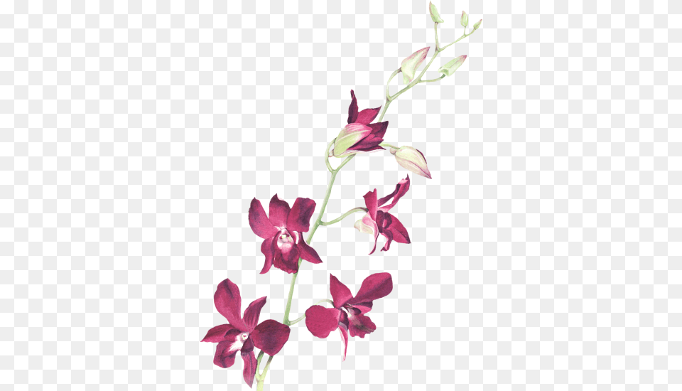 Clip Art Graphics, Flower, Plant, Orchid Free Png