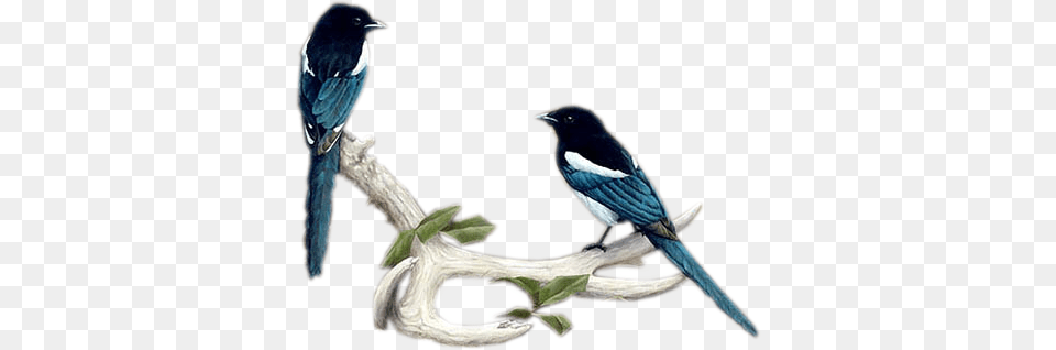 Clip Art Graphics, Animal, Bird, Magpie Png Image