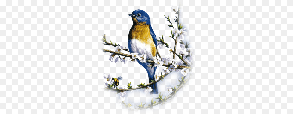 Clip Art Graphics, Animal, Bird, Bluebird, Jay Png Image