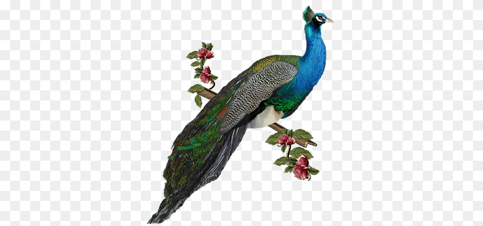 Clip Art Graphics, Animal, Bird, Peacock Png Image
