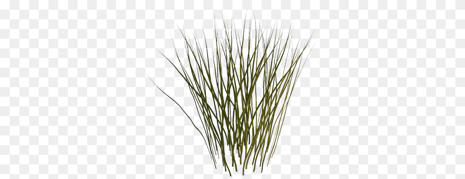 Clip Art Graphics, Agropyron, Grass, Plant, Vegetation Png Image