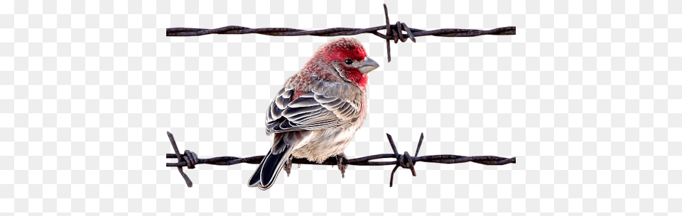 Clip Art Graphics, Animal, Bird, Finch, Wire Free Png Download