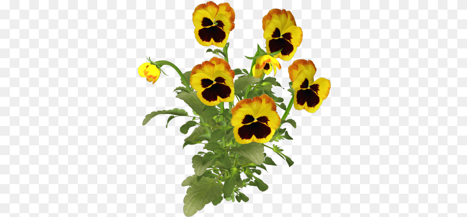 Clip Art Graphics Yellow Pansies, Flower, Plant, Pansy Png